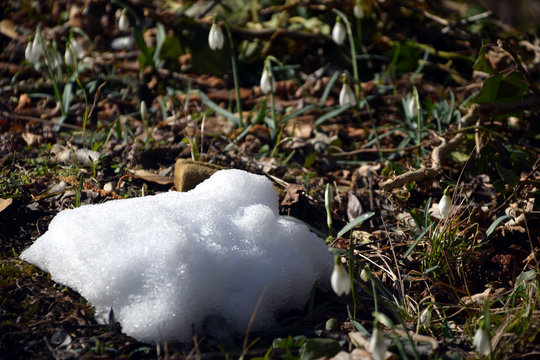 Galanthus nivalis Snowdrop Galanto Bucaneve Perce-neige Śnieżyczka przebiśnieg Kleines Schneegl&ouml;ckchen