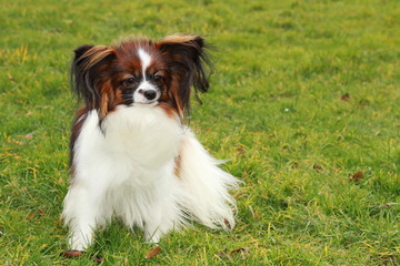 A small (little) furry (hairy) cute dog sits on green grass with leaves in the garden or park and looks at right side.