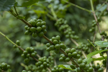 Coffee beans