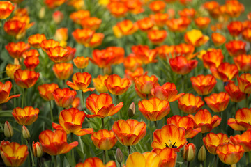 Field of fire tulips