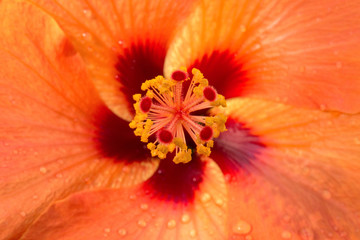 Orange and red macro hibiscus