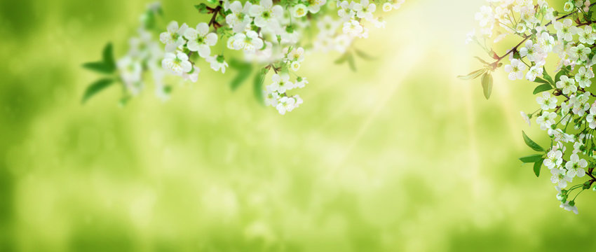 Spring background art white cherry blossom. Beautiful nature scene with blooming tree and sun flare. Sunny day. Spring flowers. Beautiful orchard. Abstract blurred background.