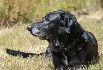 Old Black Dog