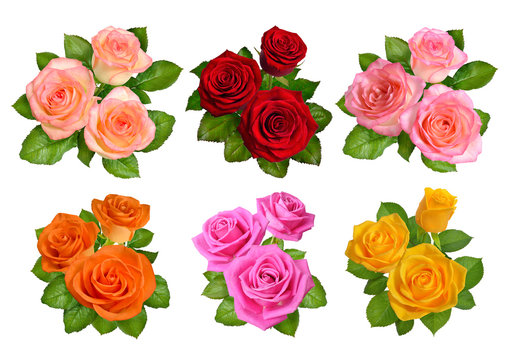 Set of different colours roses isolated on white background.