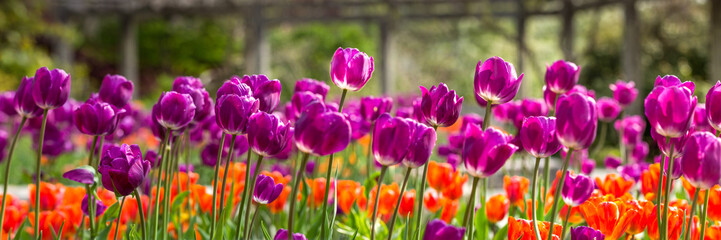 Field of purple and orange tulips