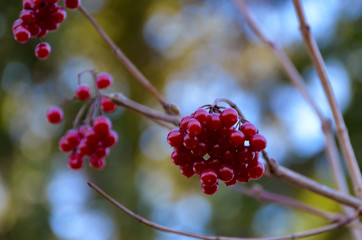 Rowan berry