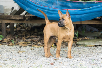 Thai Ridgeback Dog eat dog food., Female hand patting thai Ridgeback dog head., Love between dog...