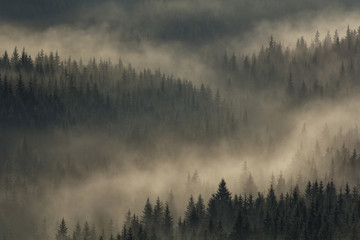 Misty morning in the Carpathian forests in Transylvania, Romania