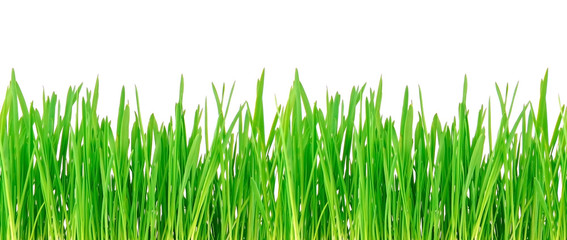 Seamless grass texture.