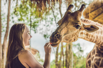 Happy young woman watching and feeding giraffe in zoo. Happy young woman having fun with animals safari park on warm summer day © galitskaya