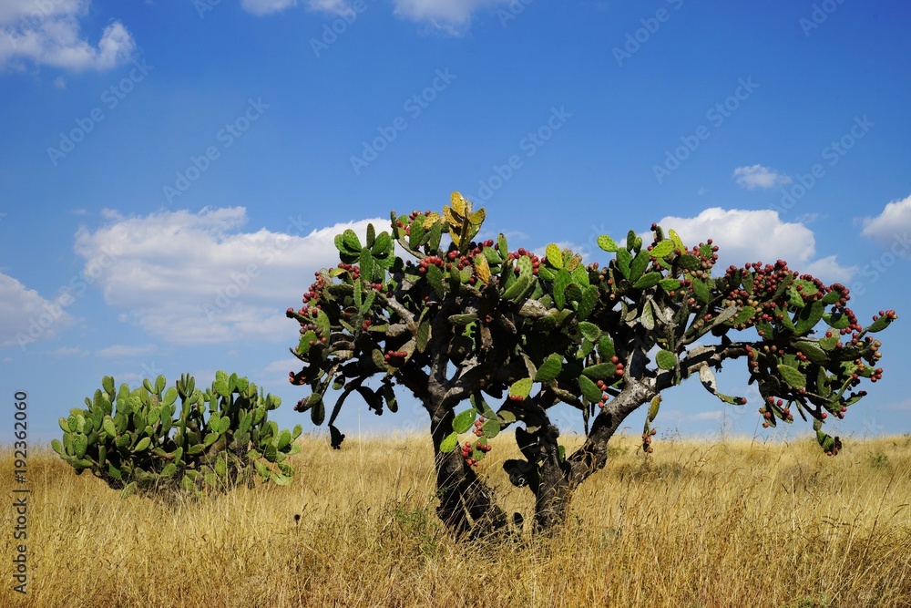 Wall mural Two huge prickly pear plants with fruits among yellow grass landscape with bright blue sky on the background