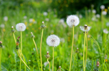 Naklejka premium White dandelions on summer lawn.