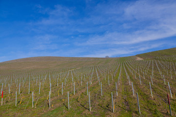 Fototapeta na wymiar Ay champagne vineyard in the Champagne region, during the winter period