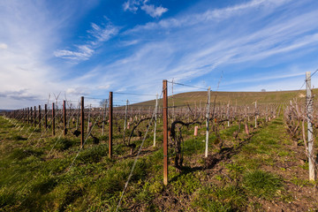 Fototapeta na wymiar Ay champagne vineyard in the Champagne region, during the winter period