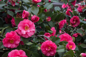 pink camellia flowers