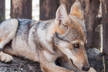 Lazy wolf puppy