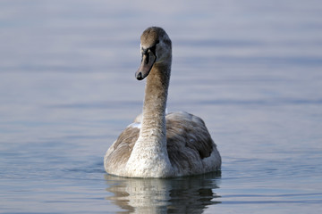 a young swan swims in the lake