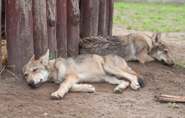 Lazy wolf puppy