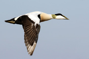 Eider