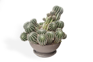 cactus plant in a pot on a white background