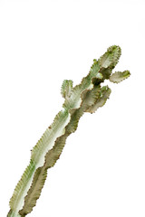 Naklejka premium cactus plant in a pot on a white background