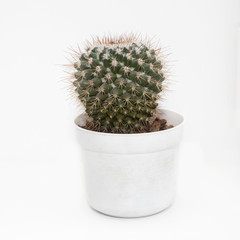 cactus plant in a pot on a white background