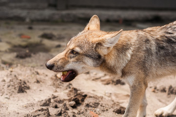 European wolf puppy.