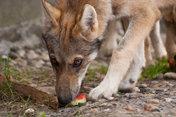 Wolf puppy eating