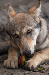 Wolf puppy eating