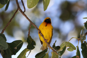żółty ptak wikłacz afrykański  siedzący na gałęzi w słoneczny dzień