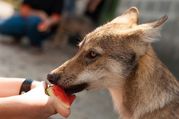 Wolf puppy eating