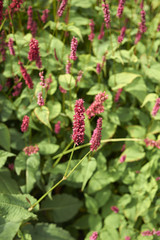Persicaria amplexicaulis