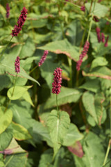 Persicaria amplexicaulis
