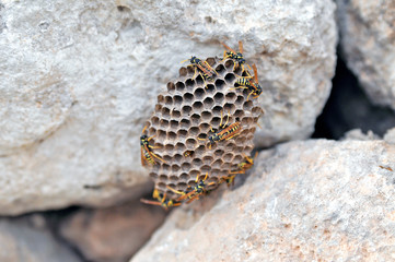 Wasps and bees in their house against a background of stones