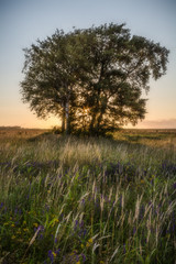 Fototapeta premium Sunrise behind the tree standing in a field
