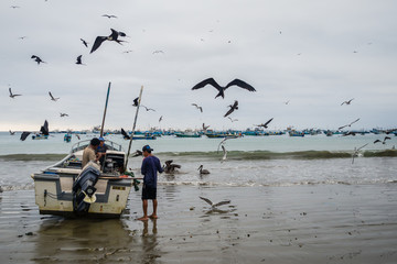Birds near fishermen in the beach of Puerto Lopez in Ecuador