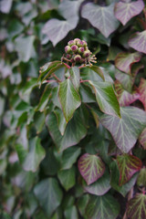 feuilles et fruit de lierre en gros-plan, effet bokeh