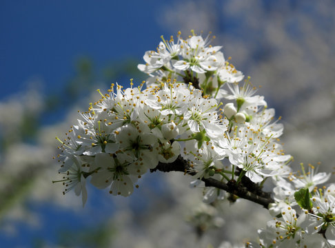 Schlehenbl&uuml;te im Albvorland (Starzachtal)