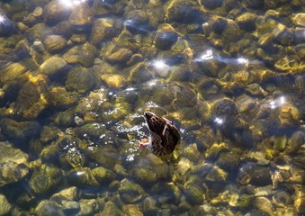 Mallard duck is diving for food at a lake in Germany  during a summer evening