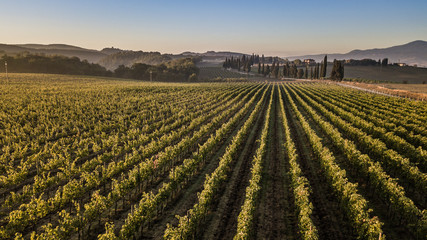 Lovely sunrise on a vineyard of Tuscany