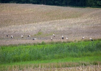 A group of white storks in a field in southern Germany during summer time