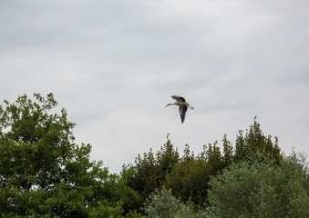A white stork is flying over a field in Germany during summer time with cloudy weather