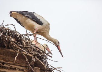 White storks sitting in its nest on a roof in Germany during summer time