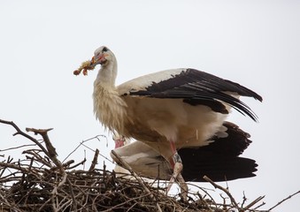 White storks sitting in its nest on a roof in Germany during summer time