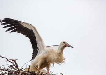 White storks sitting in its nest on a roof in Germany during summer time