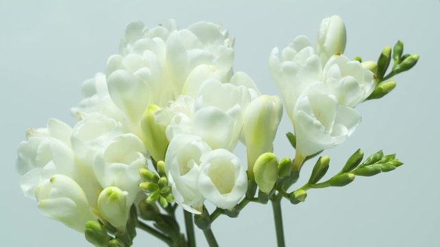Beautiful fraesia flowers bloomimg - time lapse