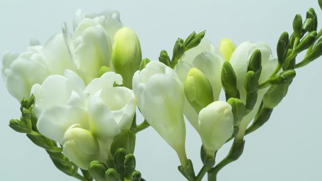 Beautiful fraesia flowers bloomimg - time lapse