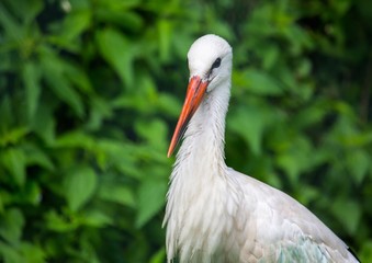 Close up picture of a white stork in Germany