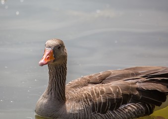 A goose is swimming on a pond in southern Germany during summer time