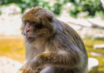 Obraz premium Picture of playing and eating barbary macaques on a meadow during summertime